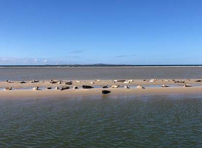 Poolster zeehonden op zandbank.jpeg