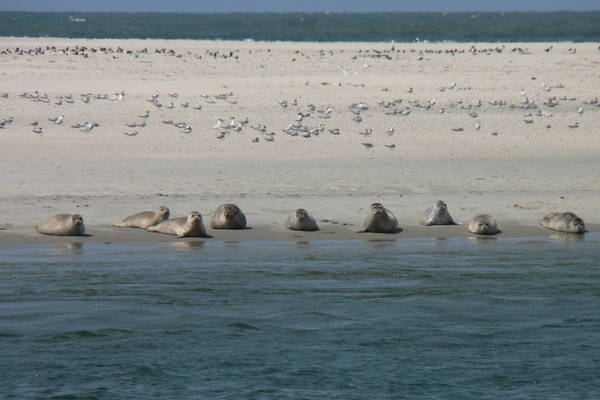 Abschlussfahrt - Lernen Sie das Leben an Bord eines echten Segelschiffs kennen