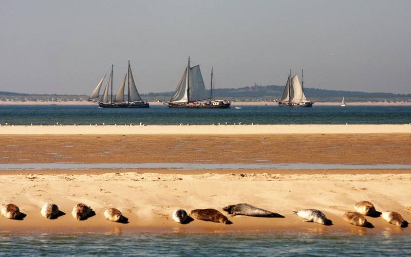 Wattenmeer - Das bezaubernde niederländische Wattenmeer