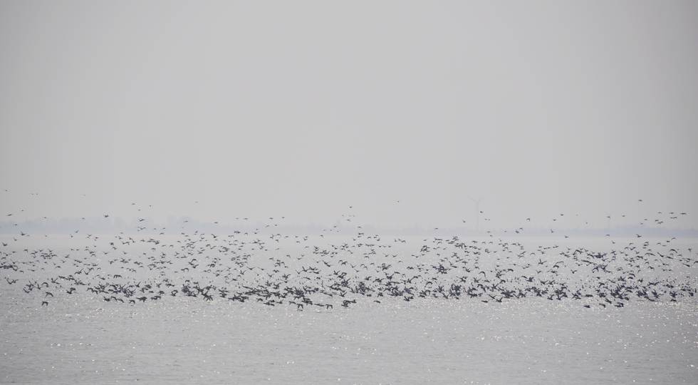 Segelblog - Einsame Insel im Ijsselmeer