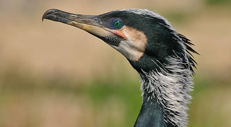 Segelblog - Kormorane, Botschafter der Frühgeschichte