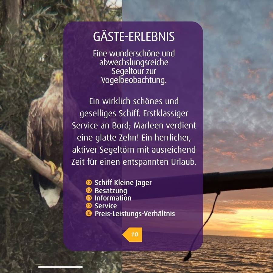 Vögel beobachten - Vögel beobachten beim Segeln 