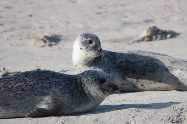Segelblog - Flinker Wechsel in unserer Flotte: Morgana wechselt Eigentümer & Skipper