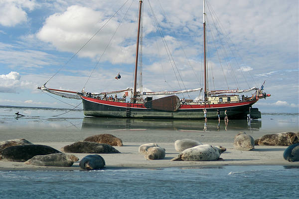 Segelblog - Unsere Schiffe & Storys: Geschichte der Aegir